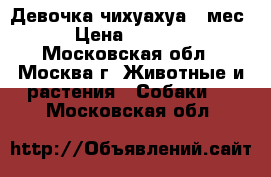 Девочка чихуахуа 4 мес. › Цена ­ 30 000 - Московская обл., Москва г. Животные и растения » Собаки   . Московская обл.